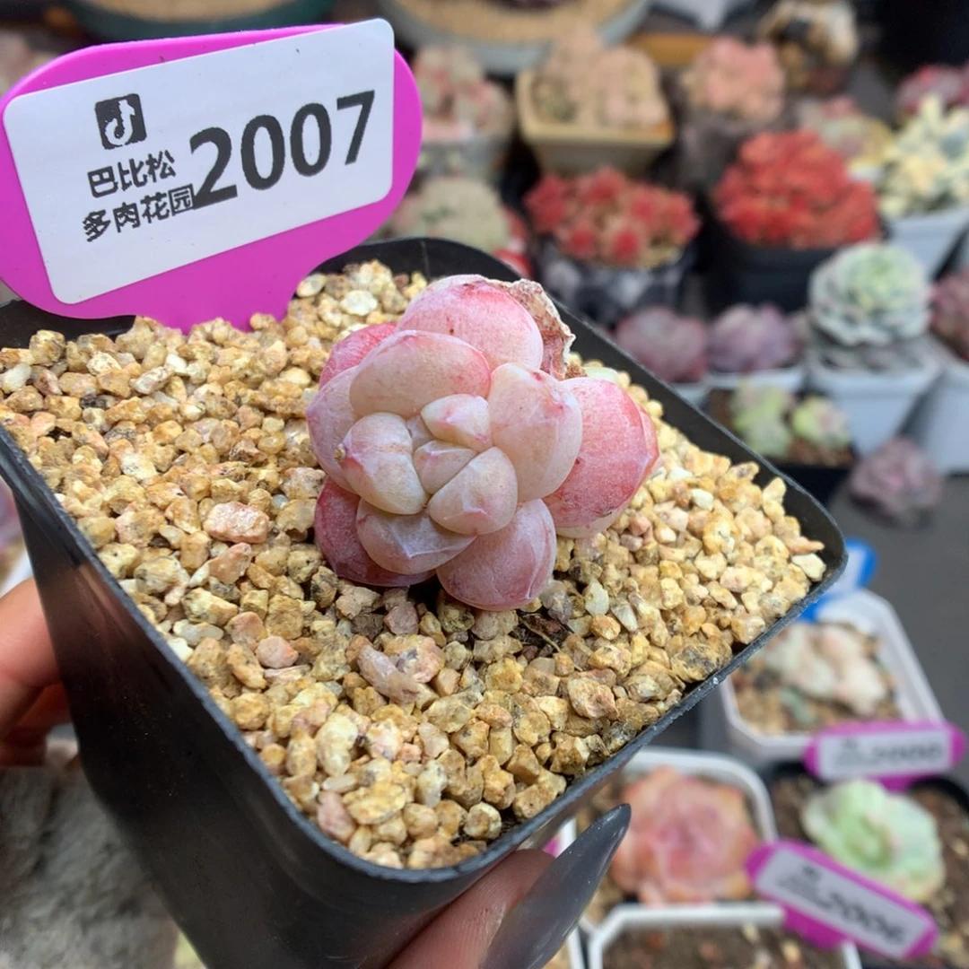 2007冰玉石化多肉双头异色