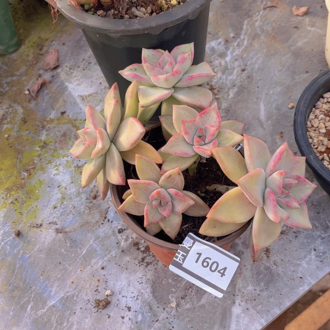 冰月多肉植物1604