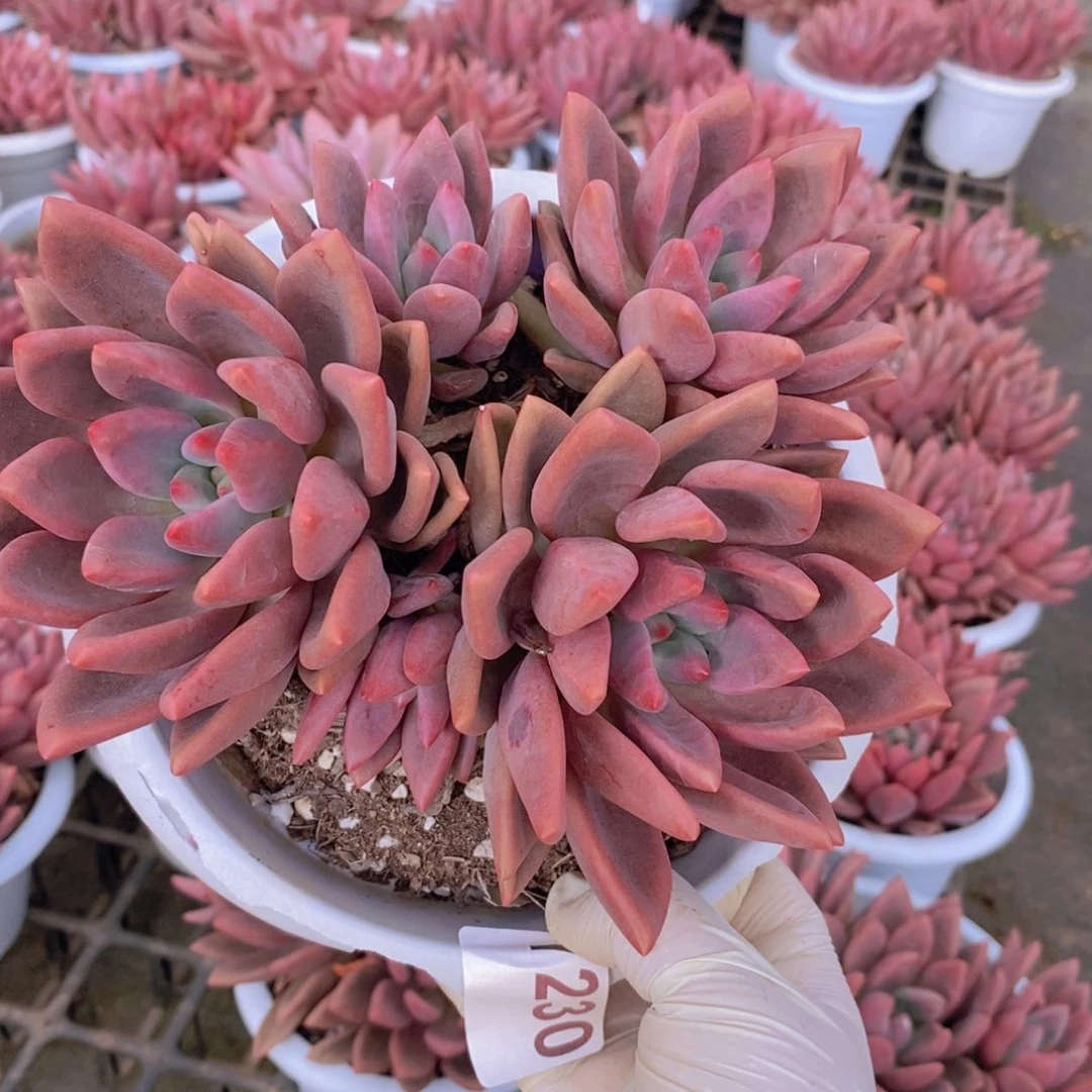 7230桃花源一物一拍