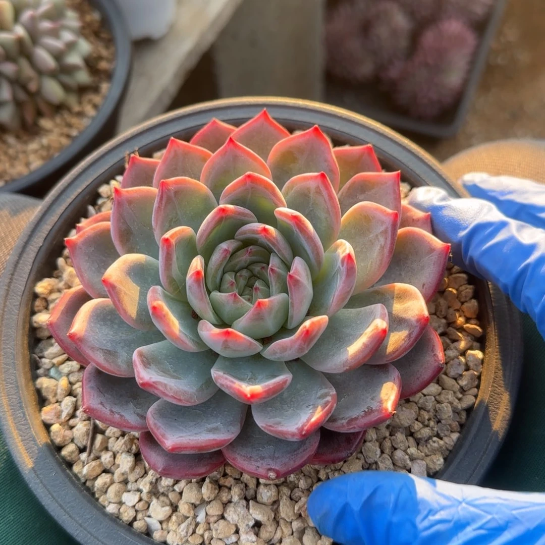 红鸾单头五十包邮