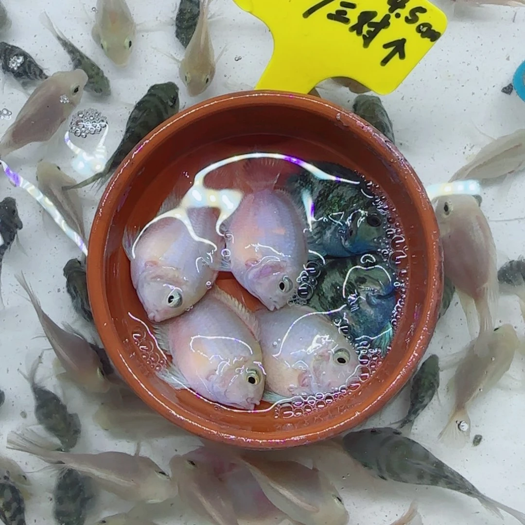 鱼粮食的时候德州