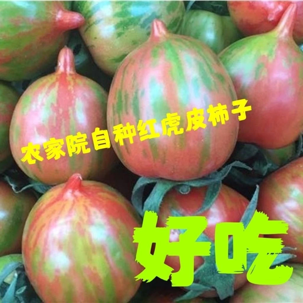 东北农家花红皮球柿子小园蔬菜水果小番茄爆甜酸脆柿子红虎皮球