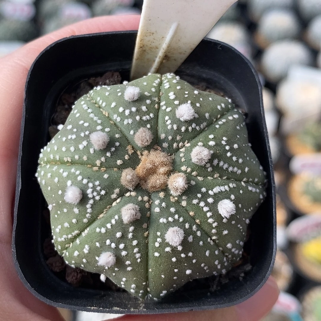 040泰奇系列福利来袭