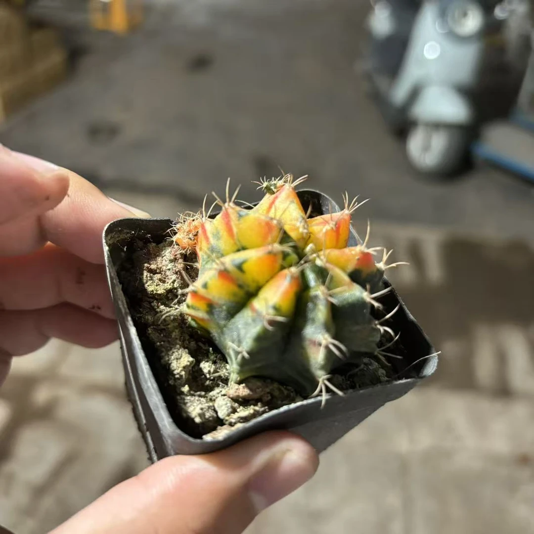 牡丹锦3cm 4颗  仙人球夏型种绿植盆栽桌面阳台办公室摆件