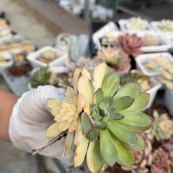雨燕座锦多肉植物