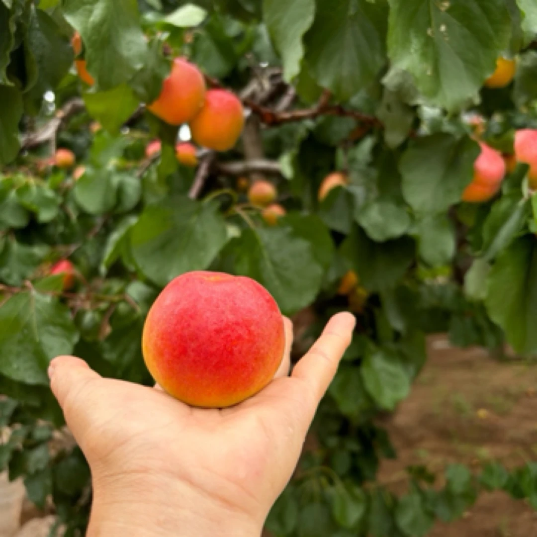 崂山二号杏崂山水库水源灌溉纯甜一斤六七个