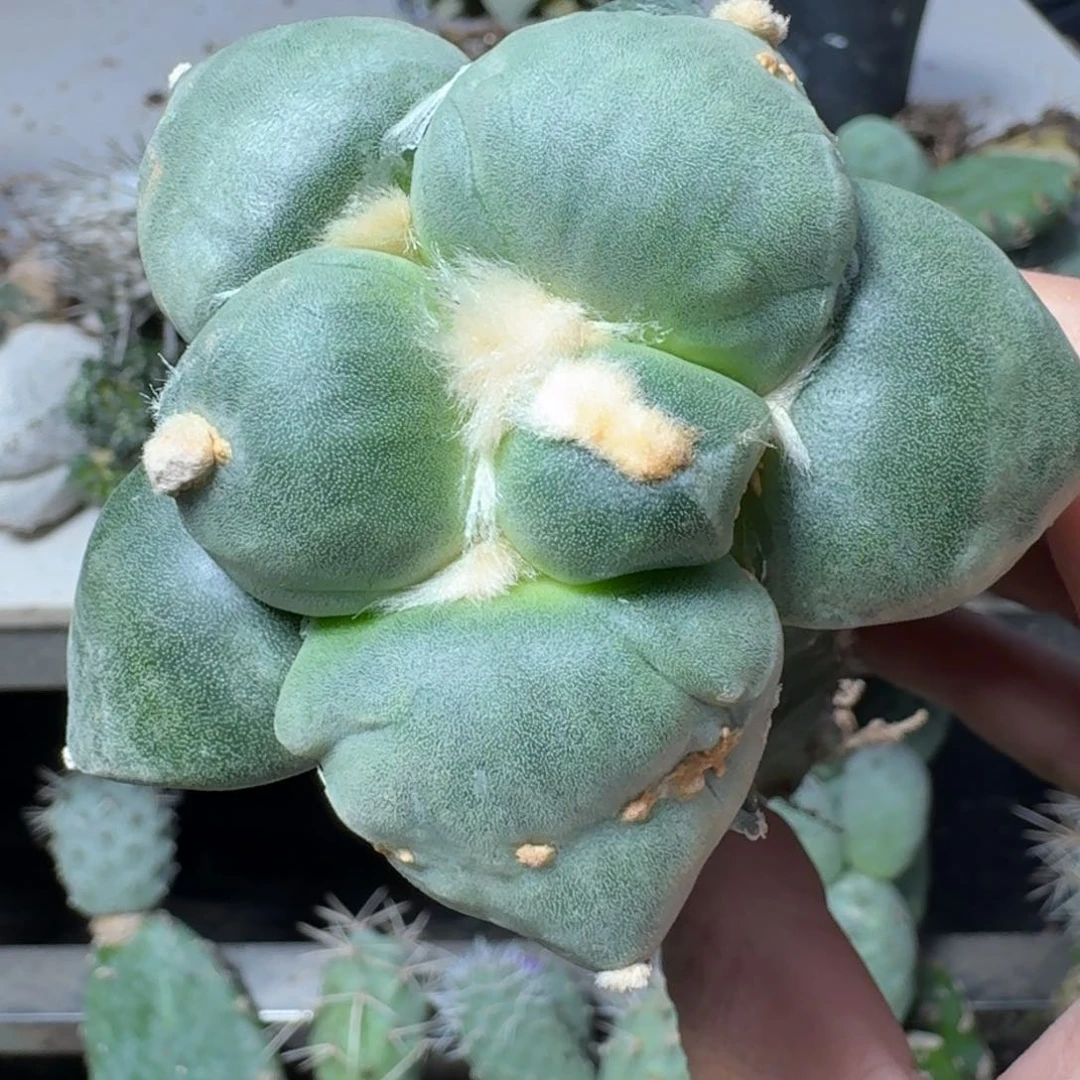 【闪购商品】无花朵一****喵达摩丸尤634