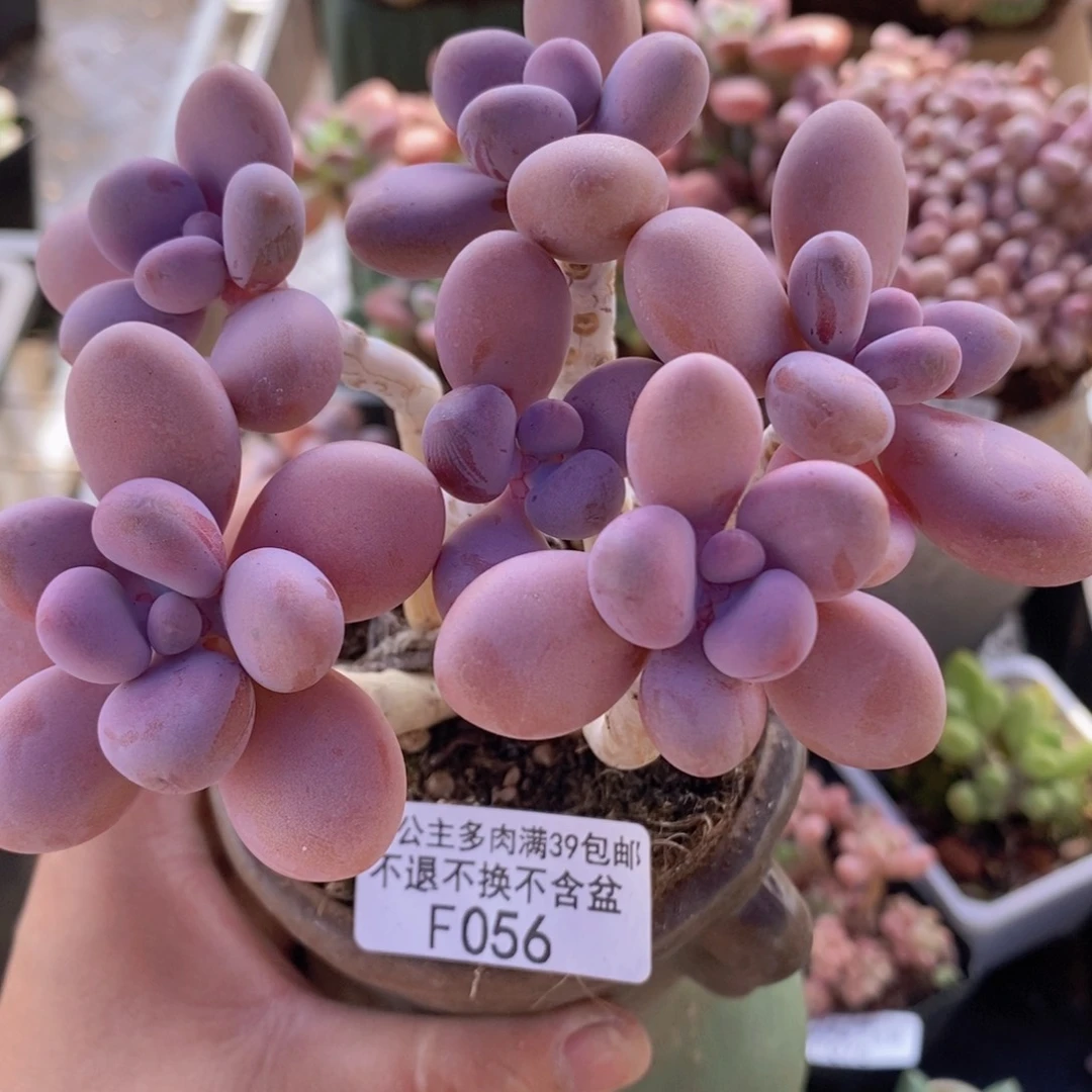糖果桃蛋10cm056多肉植物