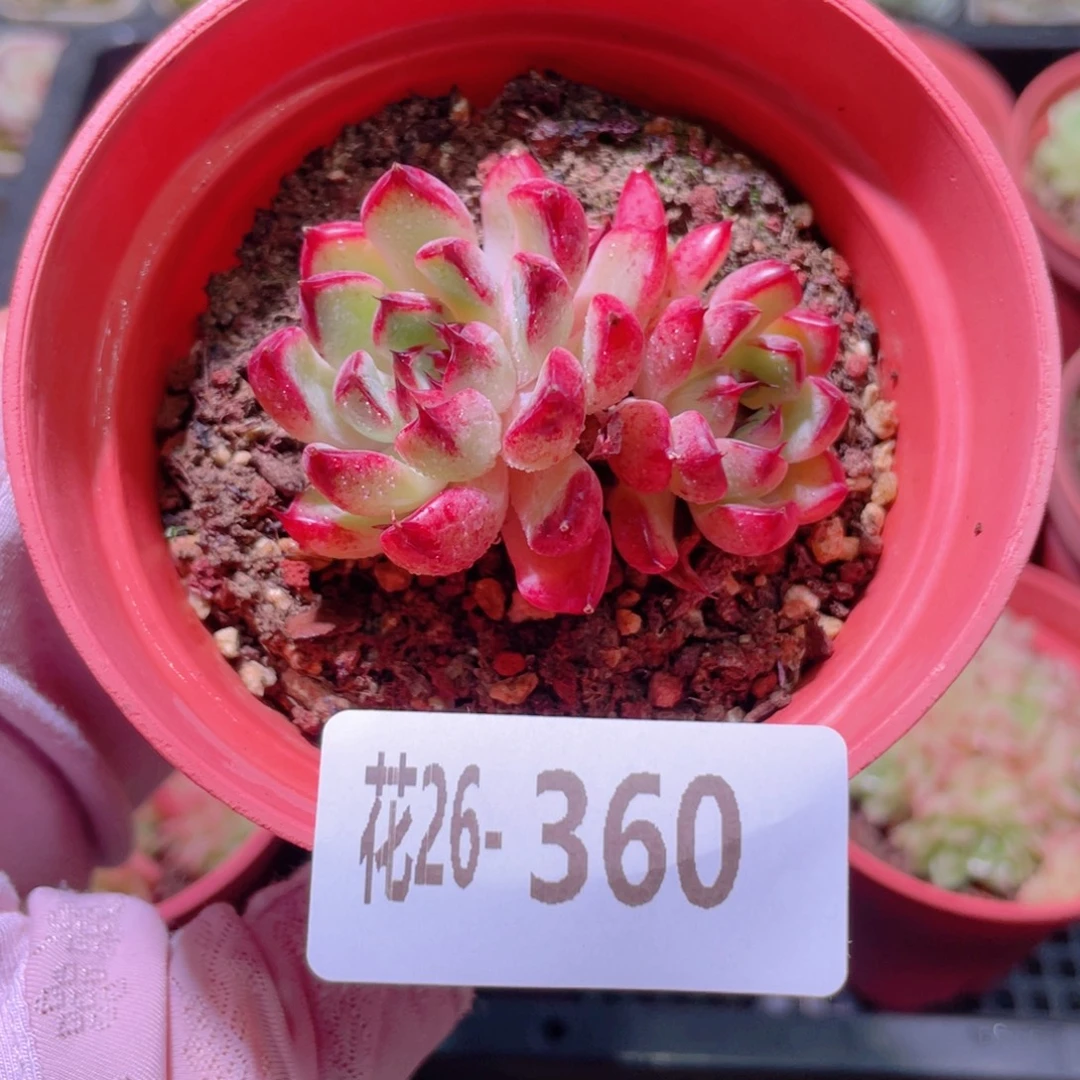 花利美26-360新品