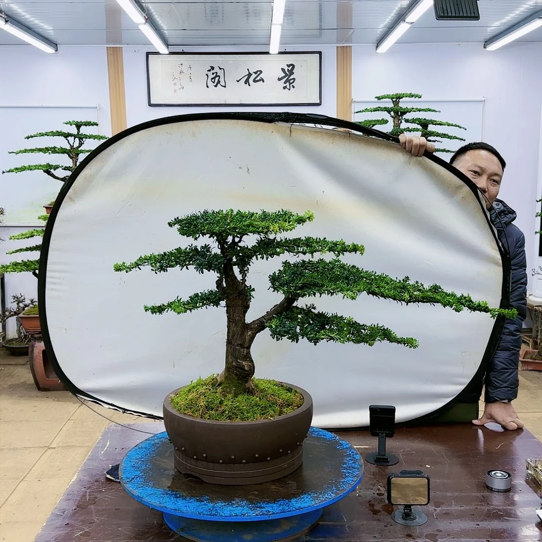 盆景欢迎大家一起来捡漏