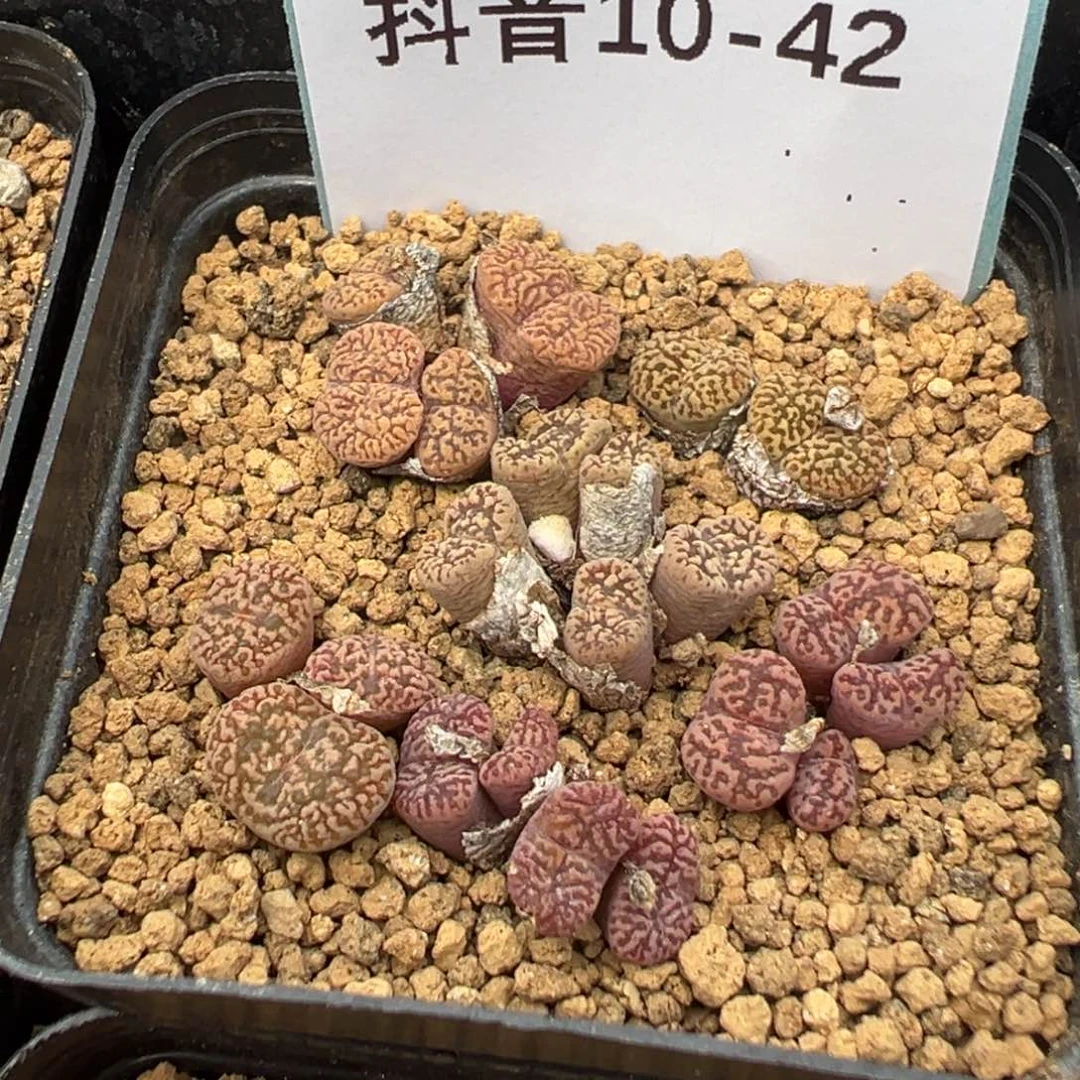 10-42肉锥多肉植物，