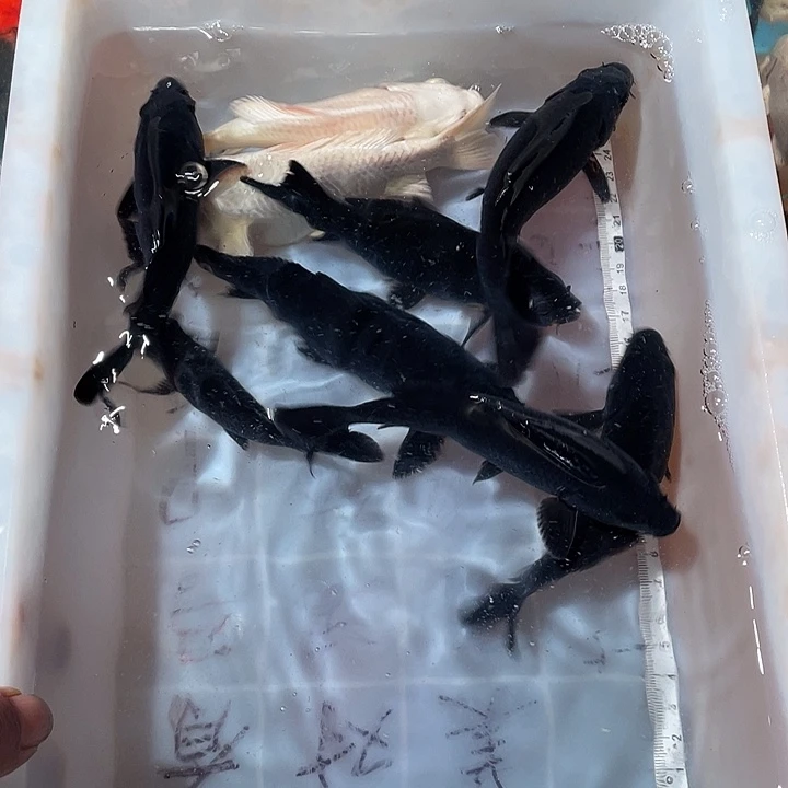 蝴蝶鲤鱼渔场直发57