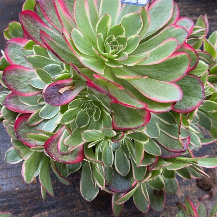 量拍粉花妖一颗断枝不包15