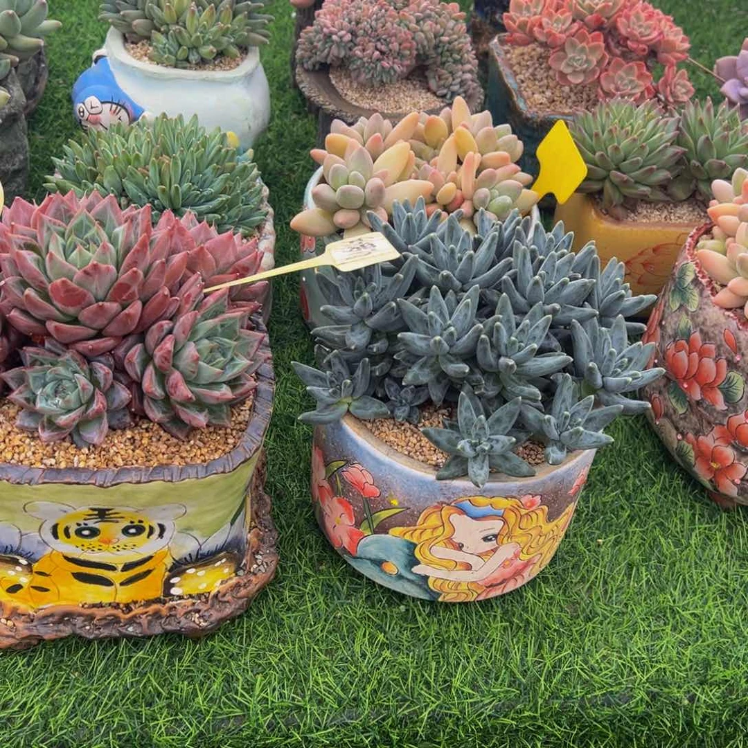 喜****狼两颗一起多肉植物