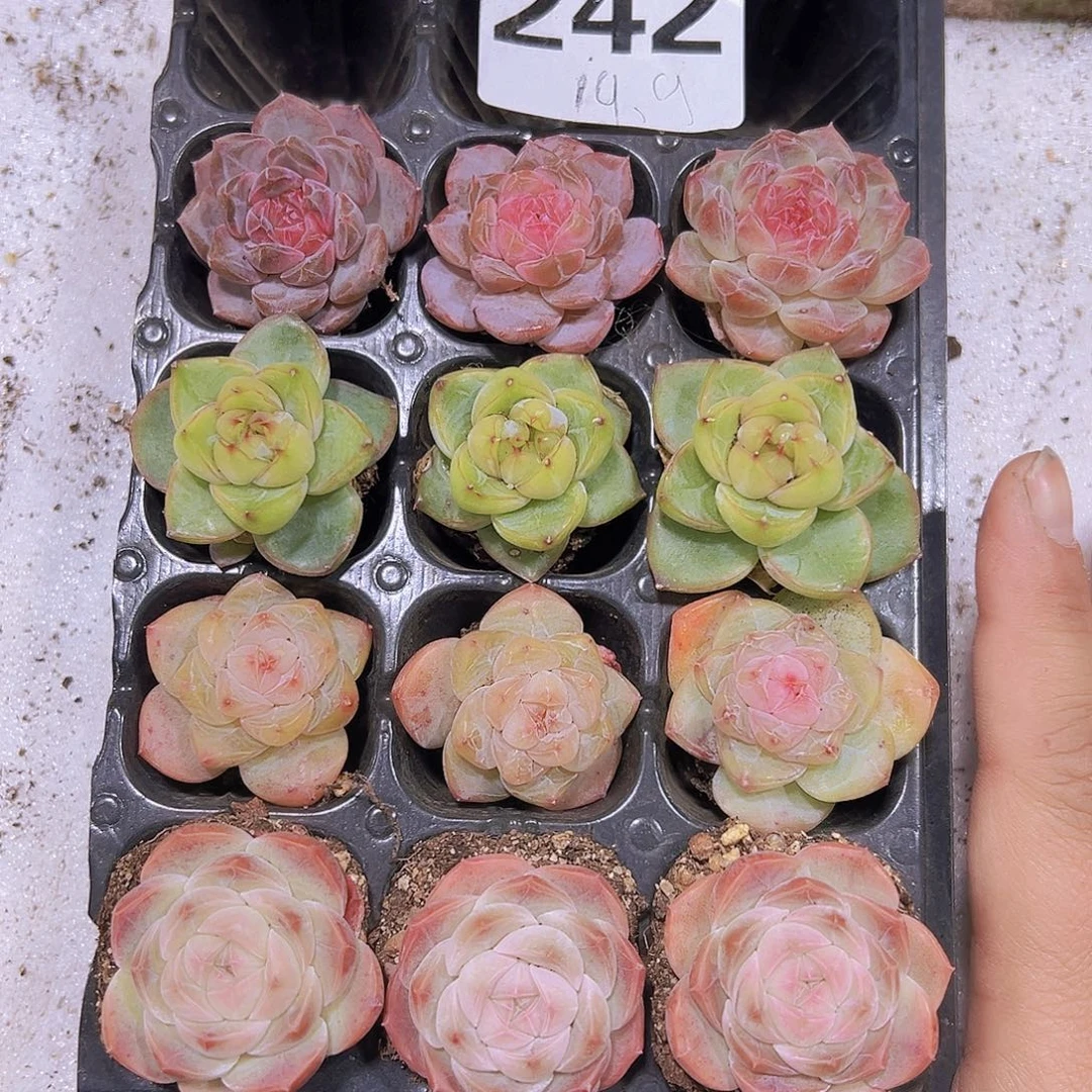 342珍妮组合12颗带盘发