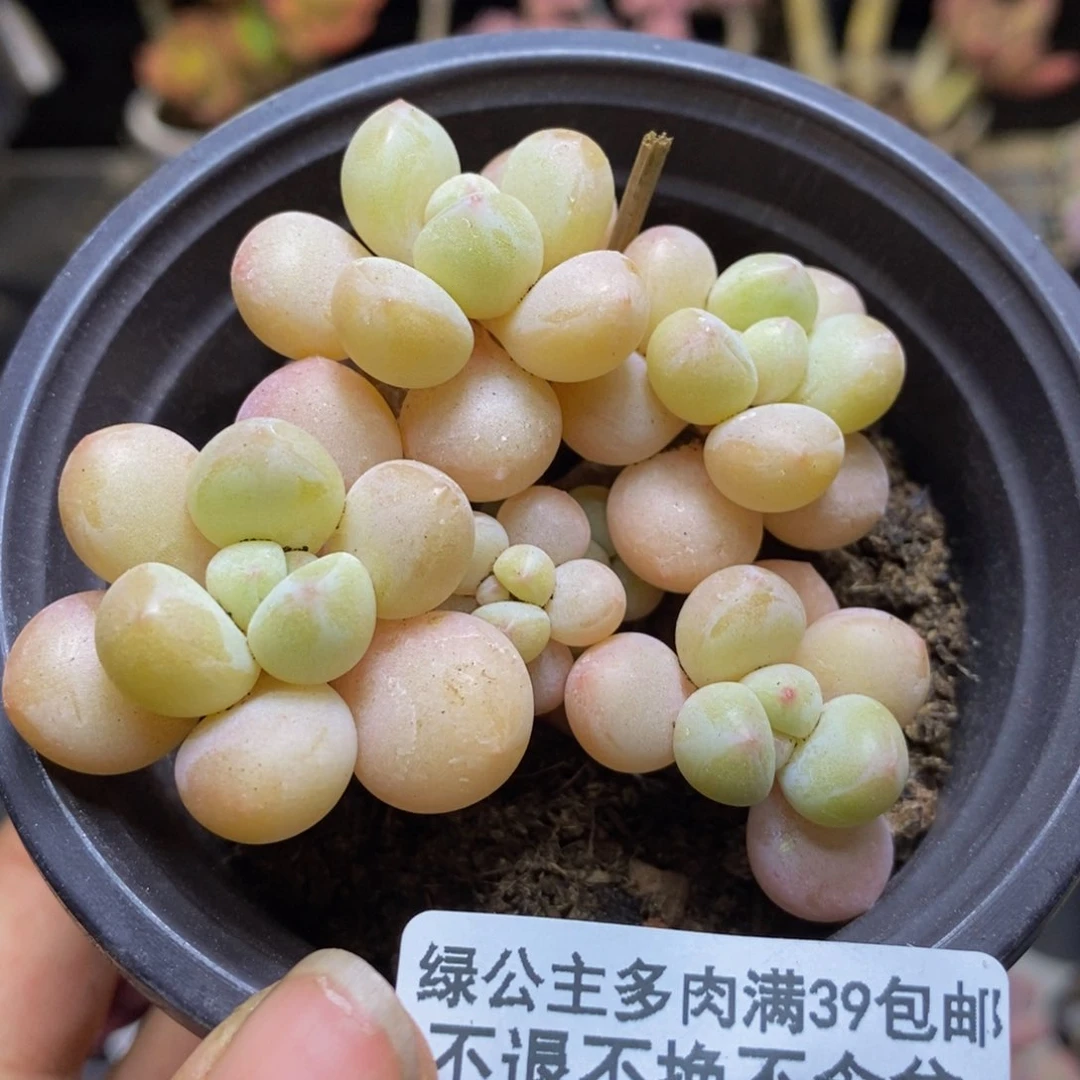 185萤火虫多肉4c m