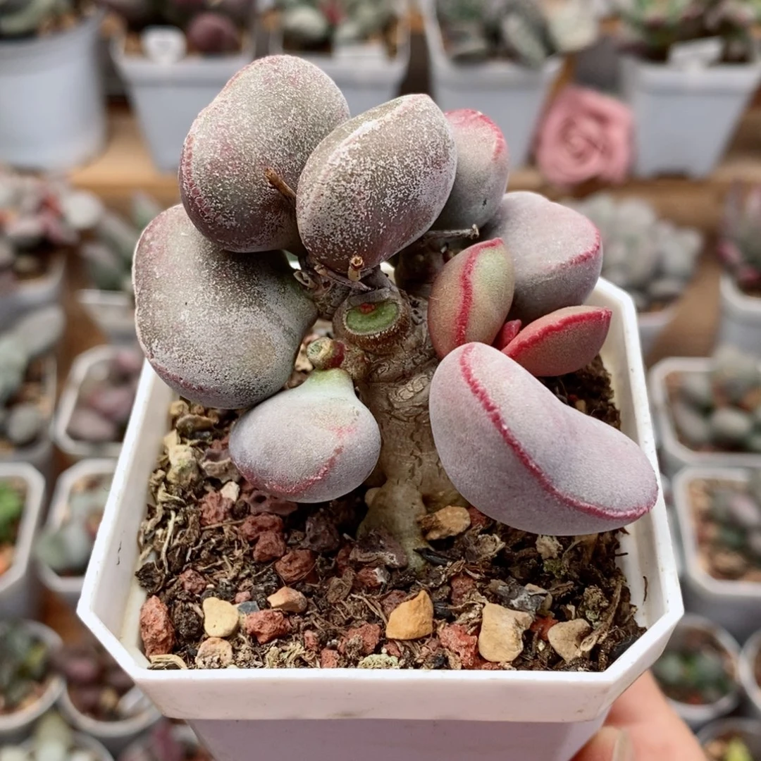 小***子白肌红蛋水泡多肉植物