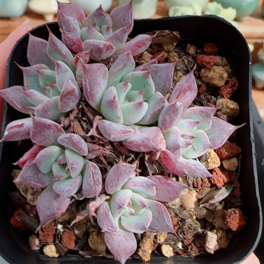 花语逸镜1012-227