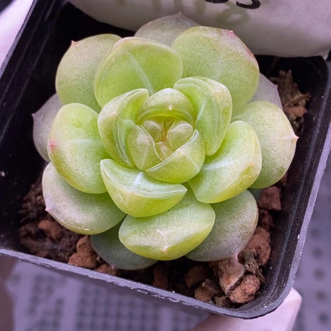 【闪购商品】28-133舒月