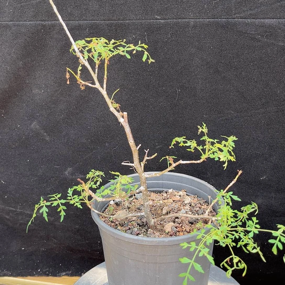 皮皮香橄榄 潮流植物