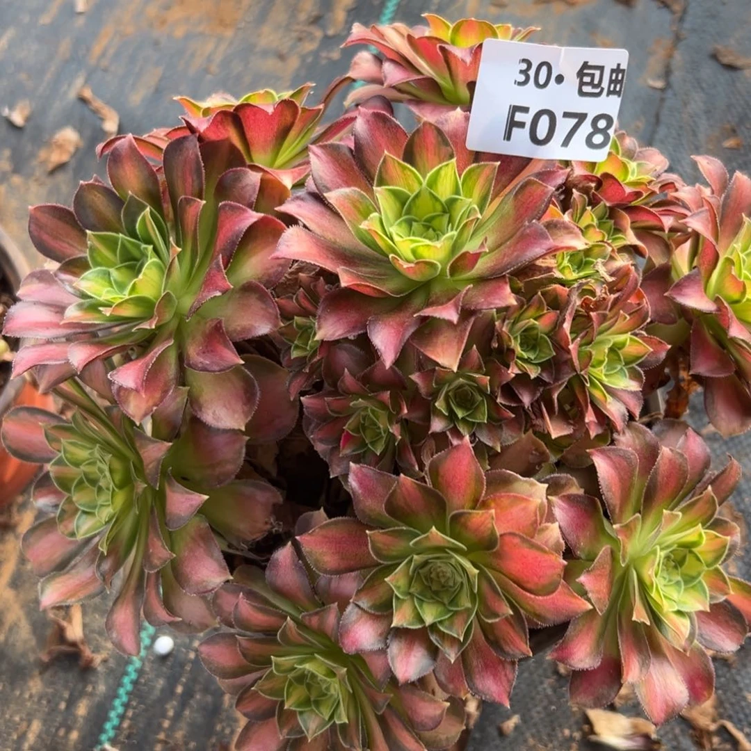 菲*078韶华多肉法师