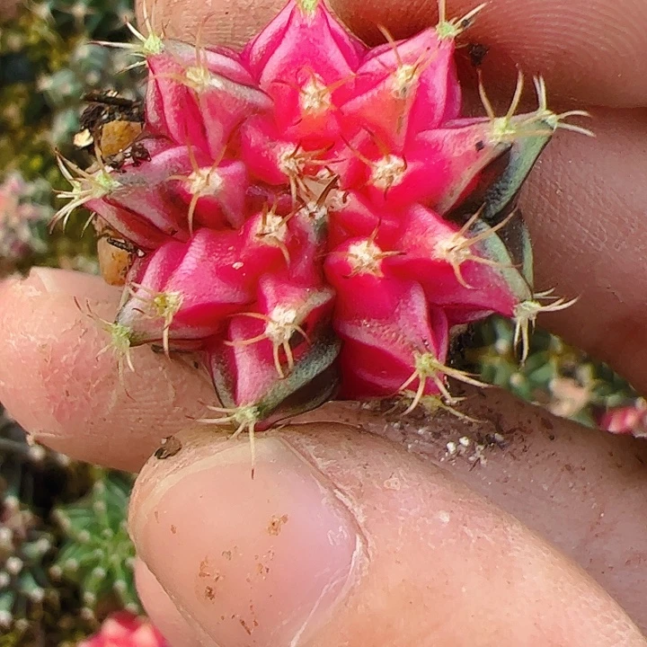 星***际当前无花栽培后可以开花