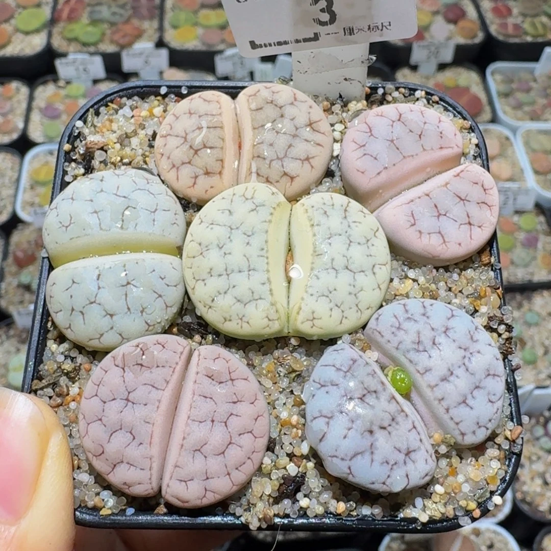 Ssss精品生石花3大