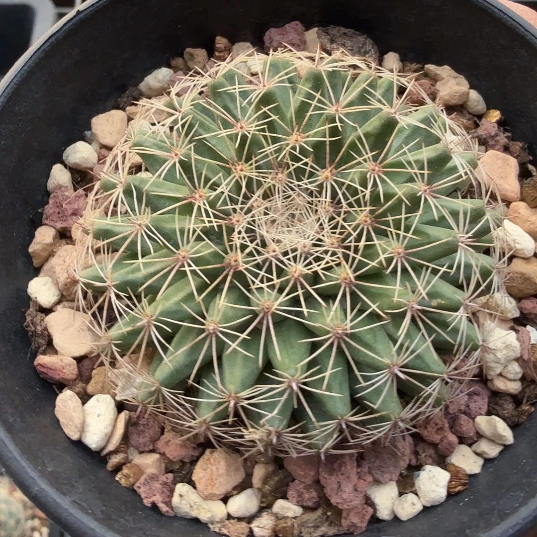 实生白雪脱土发货