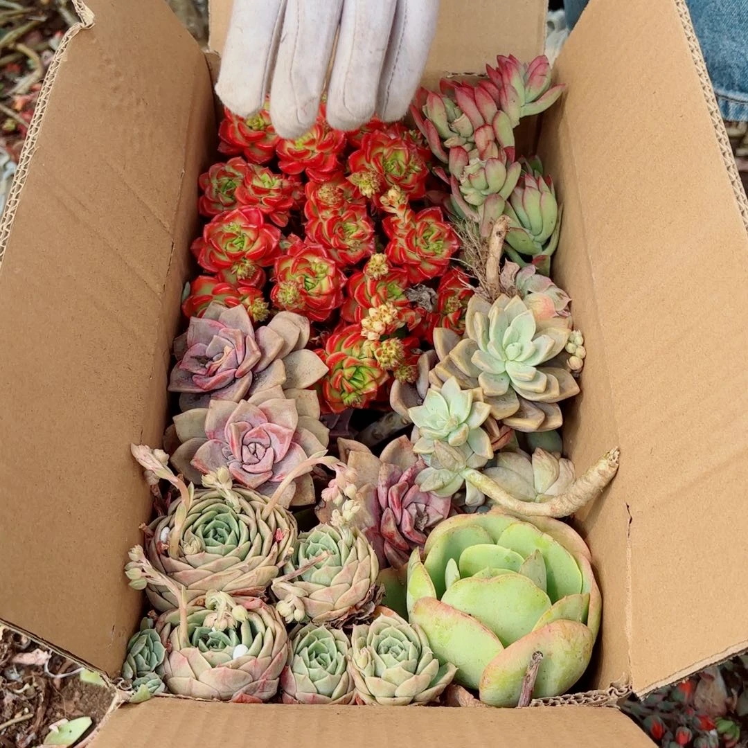 牛***甜杂花瑕疵断头优惠处理不售后84。