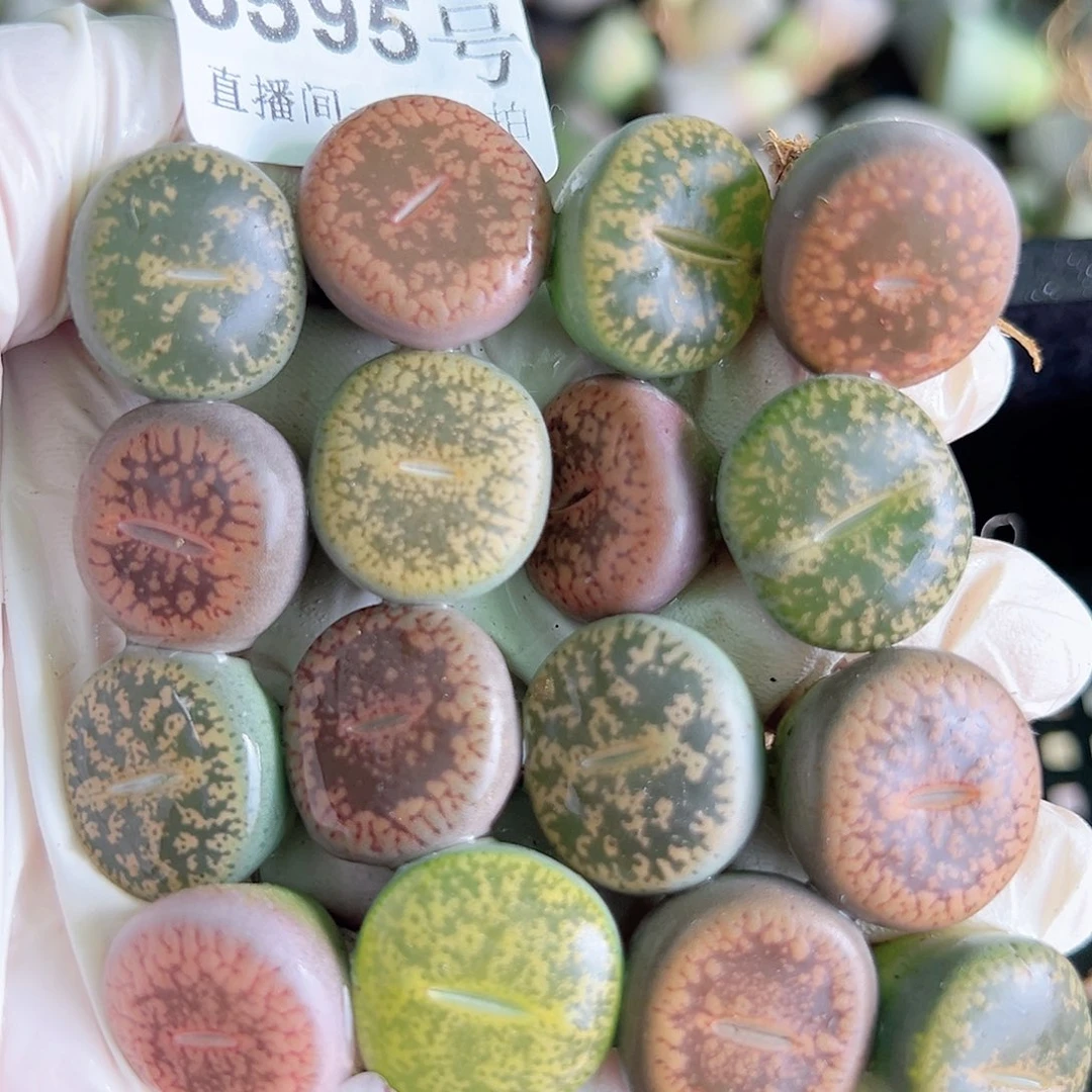 8595 好养易活生石花大母本16个1.5cn左右