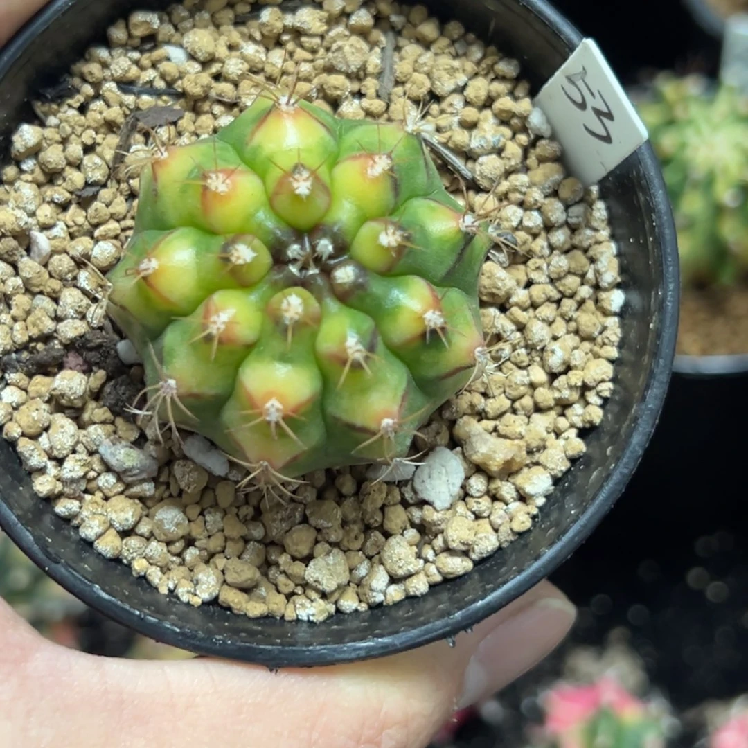 拿玻璃艺术侧芽自根带盆土发货53