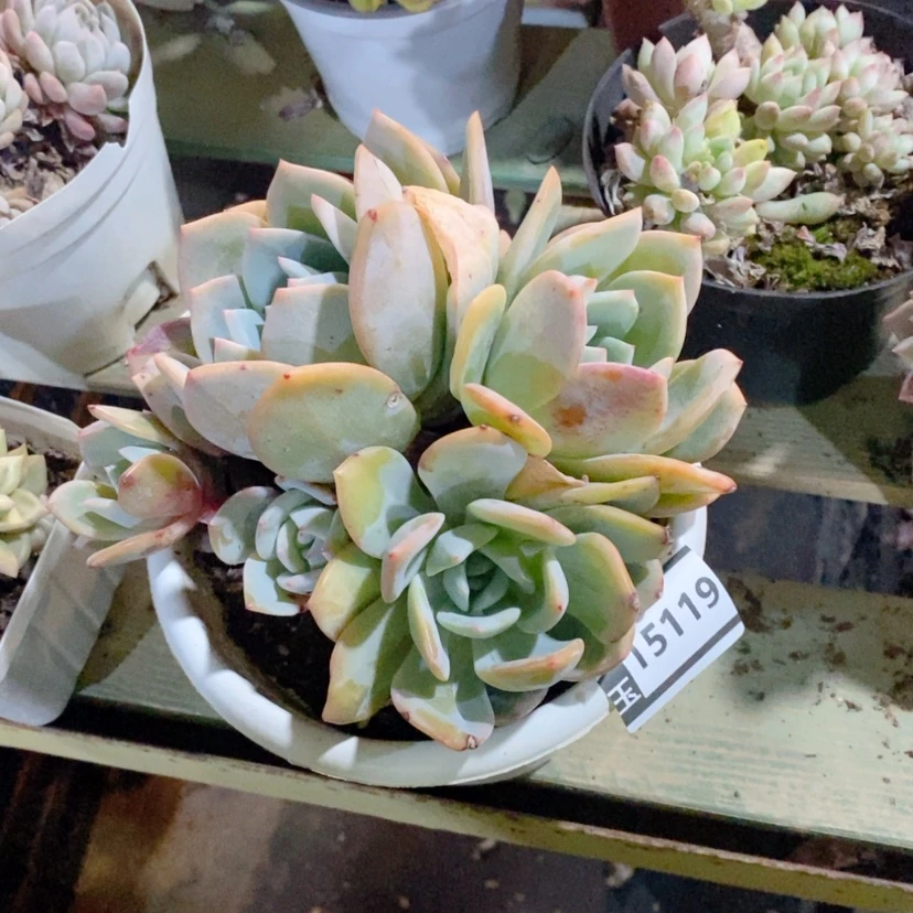 【闪购商品】怪*凤橙15119