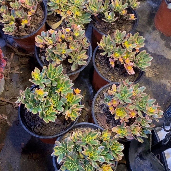 8盆多肉断头不包2863