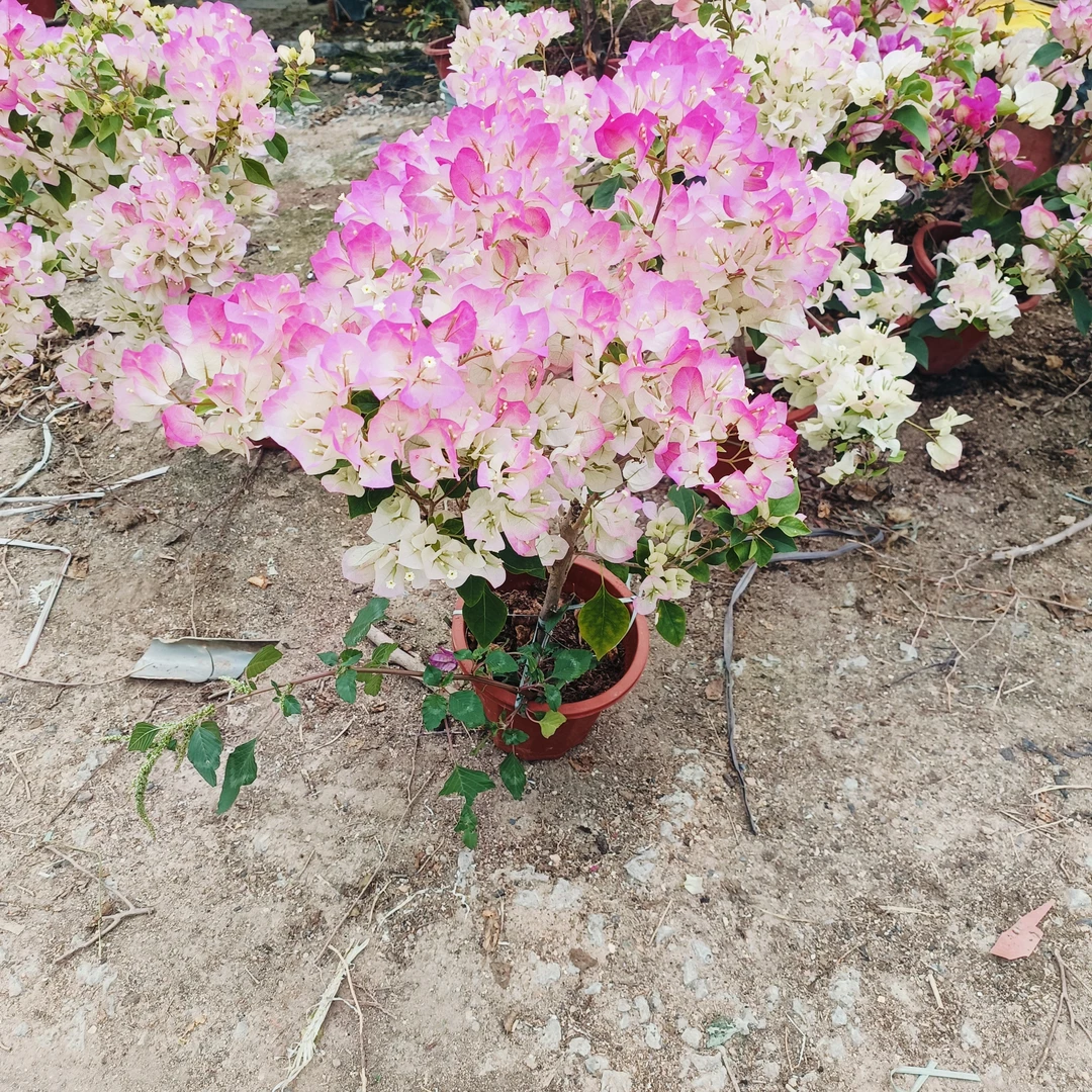 一物一拍三角梅盆栽花卉四季开花耐热耐寒庭院爬藤植物原土发货