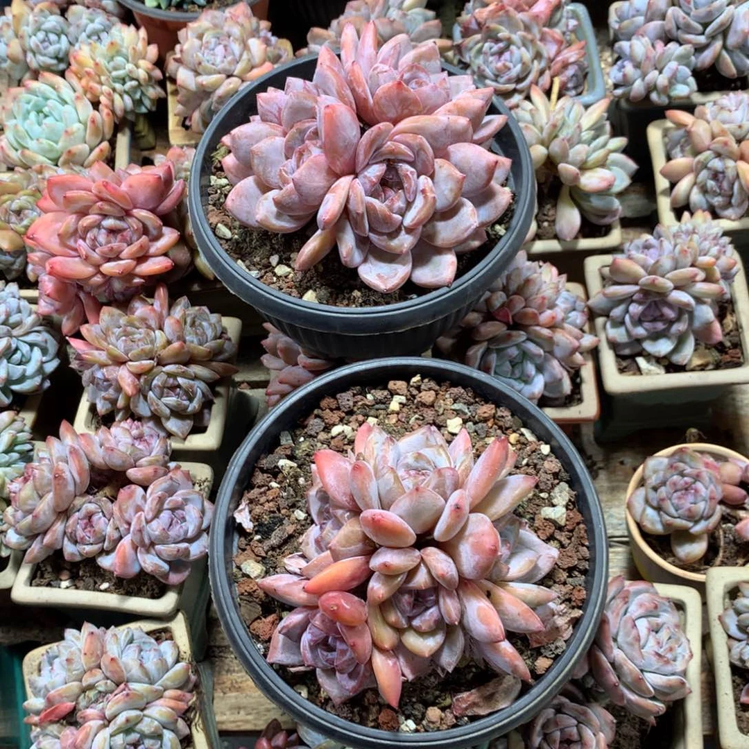 妮娜哈哈哈哈哈哈哈哈哈哈