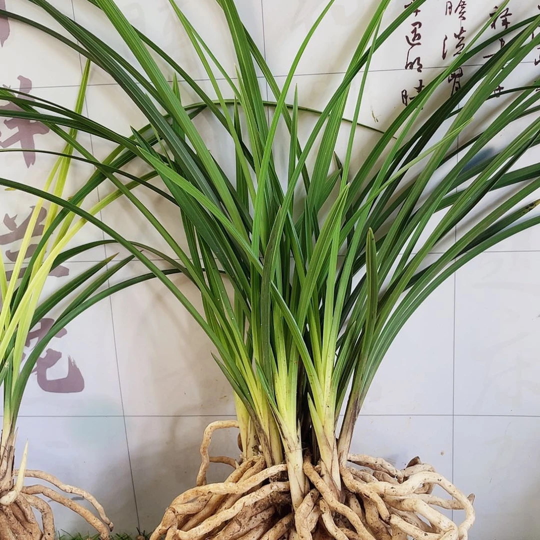 得***命完全开放兰花兰花
