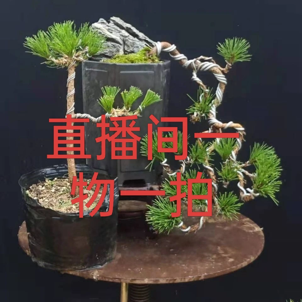 黄杨 黑松素材 造型黑松 千寿丸盆景