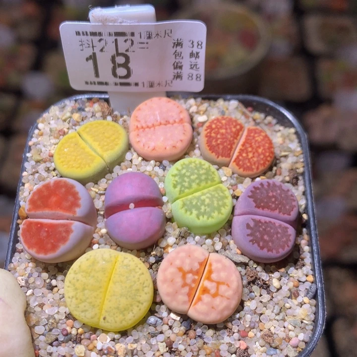 精致生石石212.18