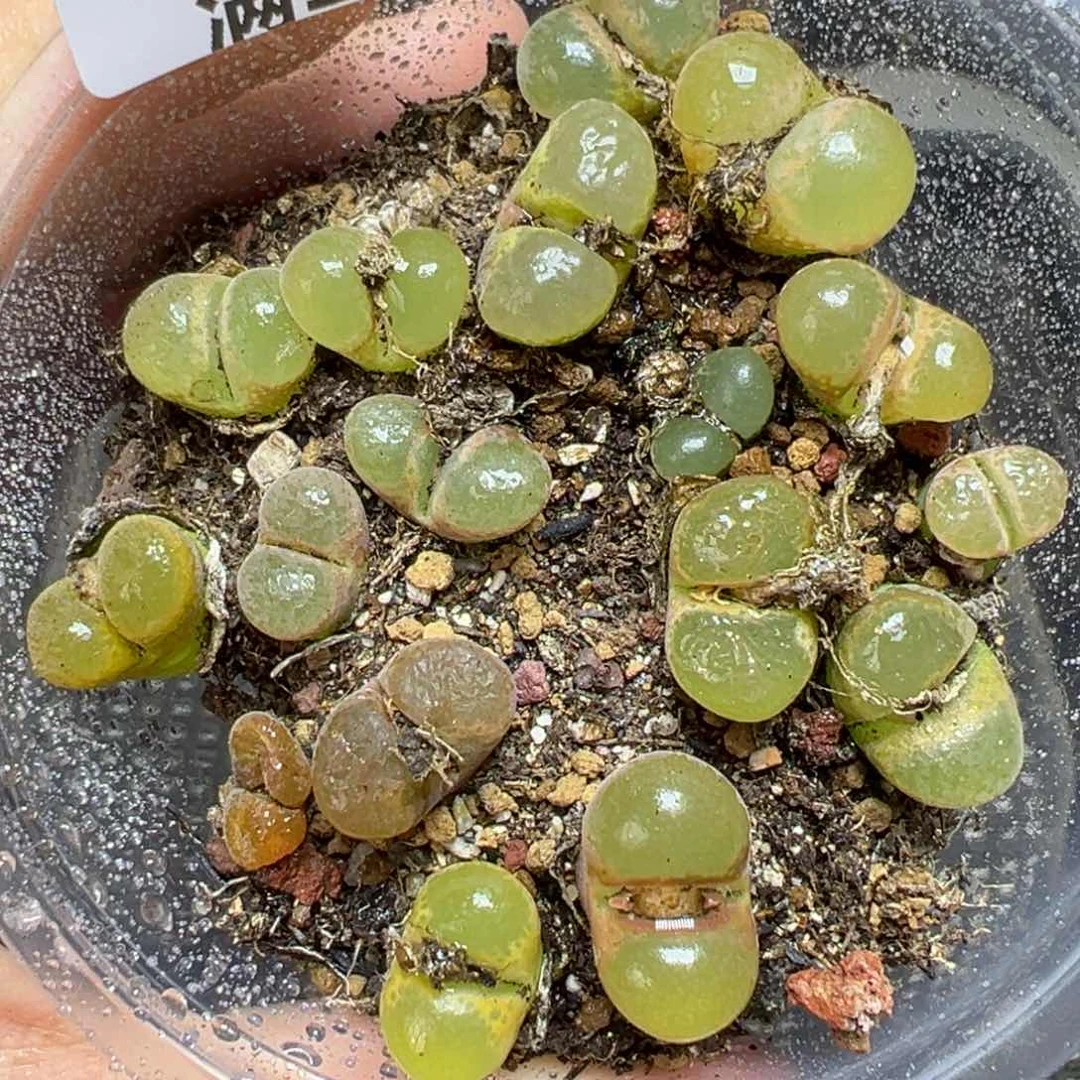 【闪购商品】435……