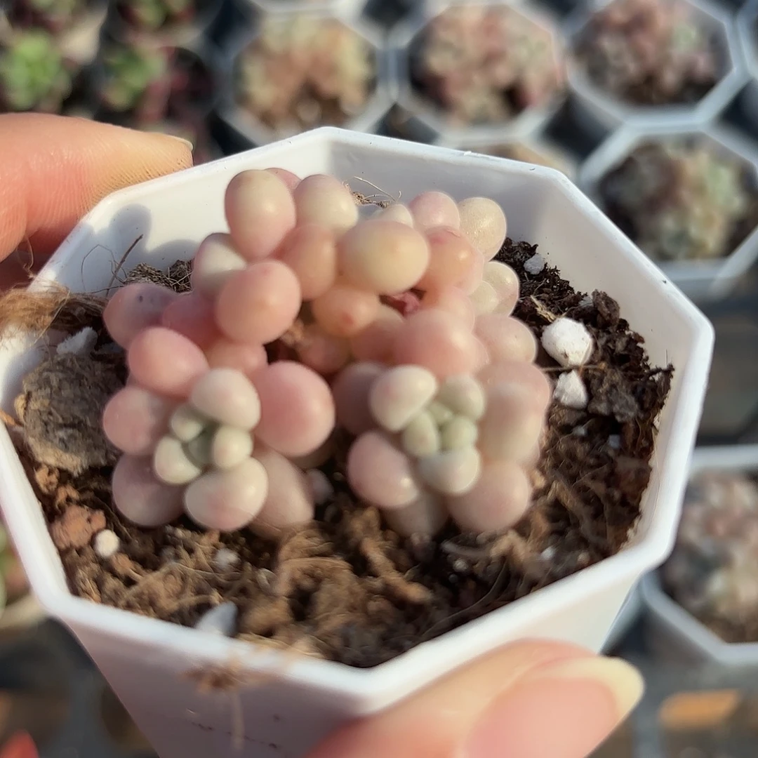 精品鱼子酱多肉植物