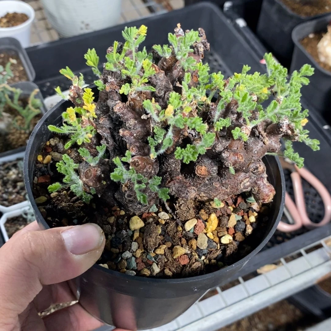 黑珊瑚杨奎多肉植物