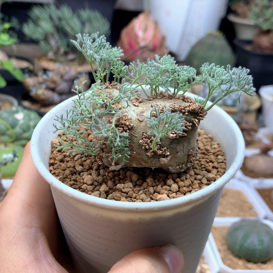 蕉***0白皮月界带盆多肉