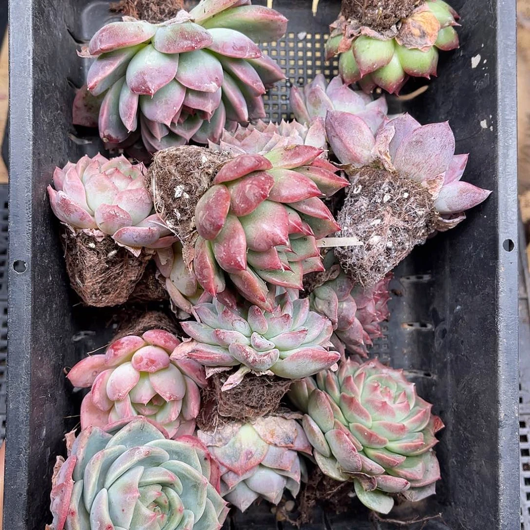 多肉一物一拍23-90