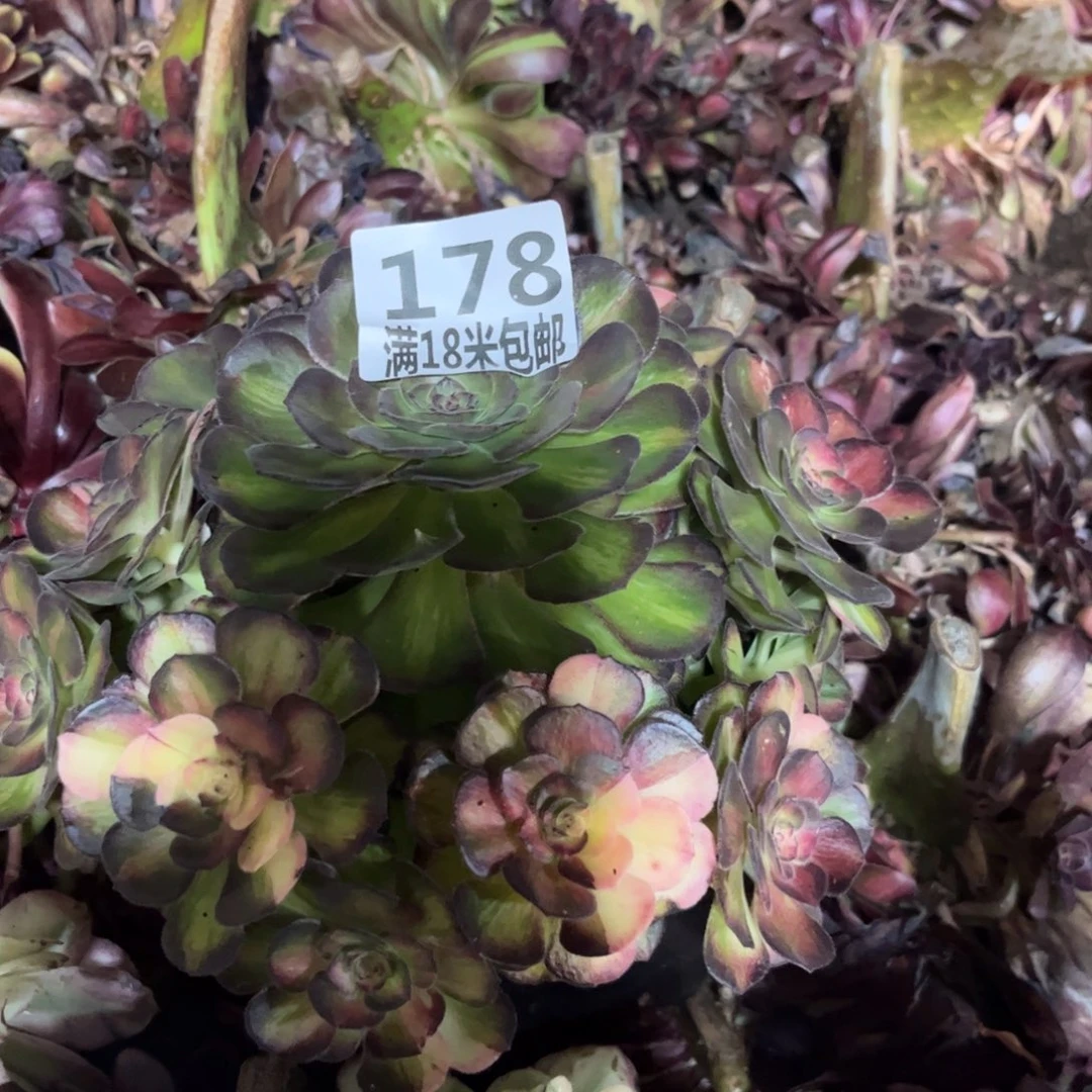 178云南多肉海王七彩朵无根发货