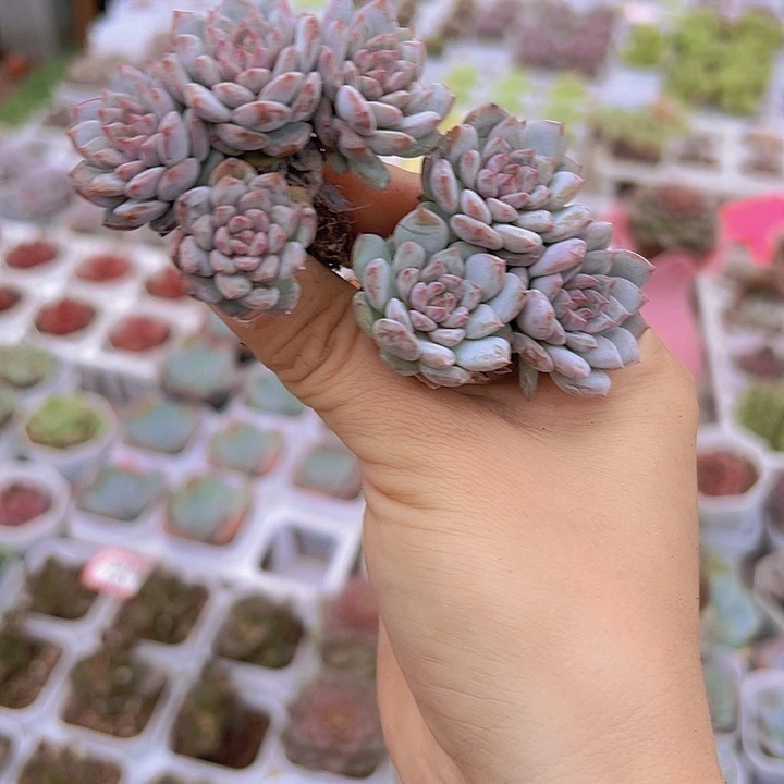 穴盘星星橙群3颗多肉
