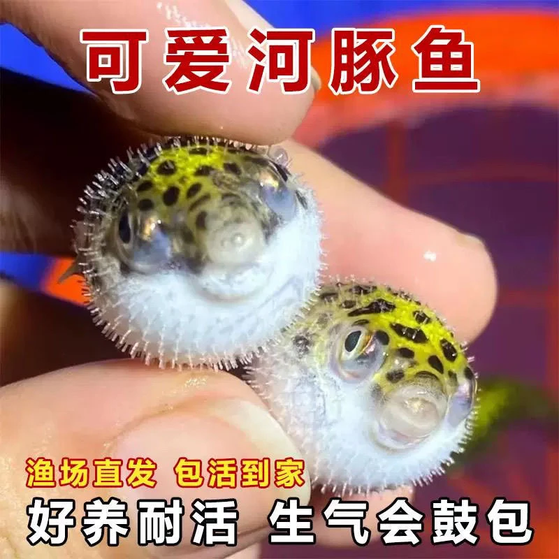 河豚金娃娃淡水好养活会鼓肚子的金娃娃河豚呆萌可爱活体观赏鱼