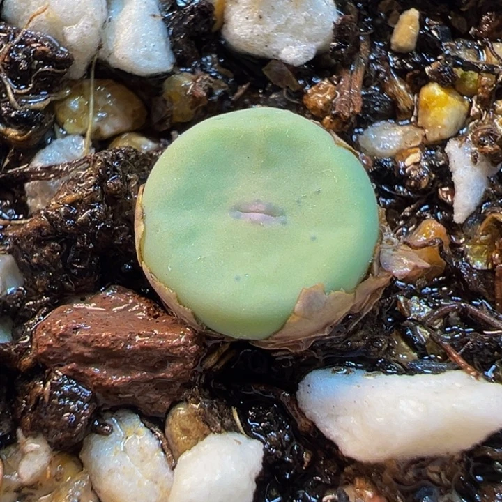 751多肉植物种类多样