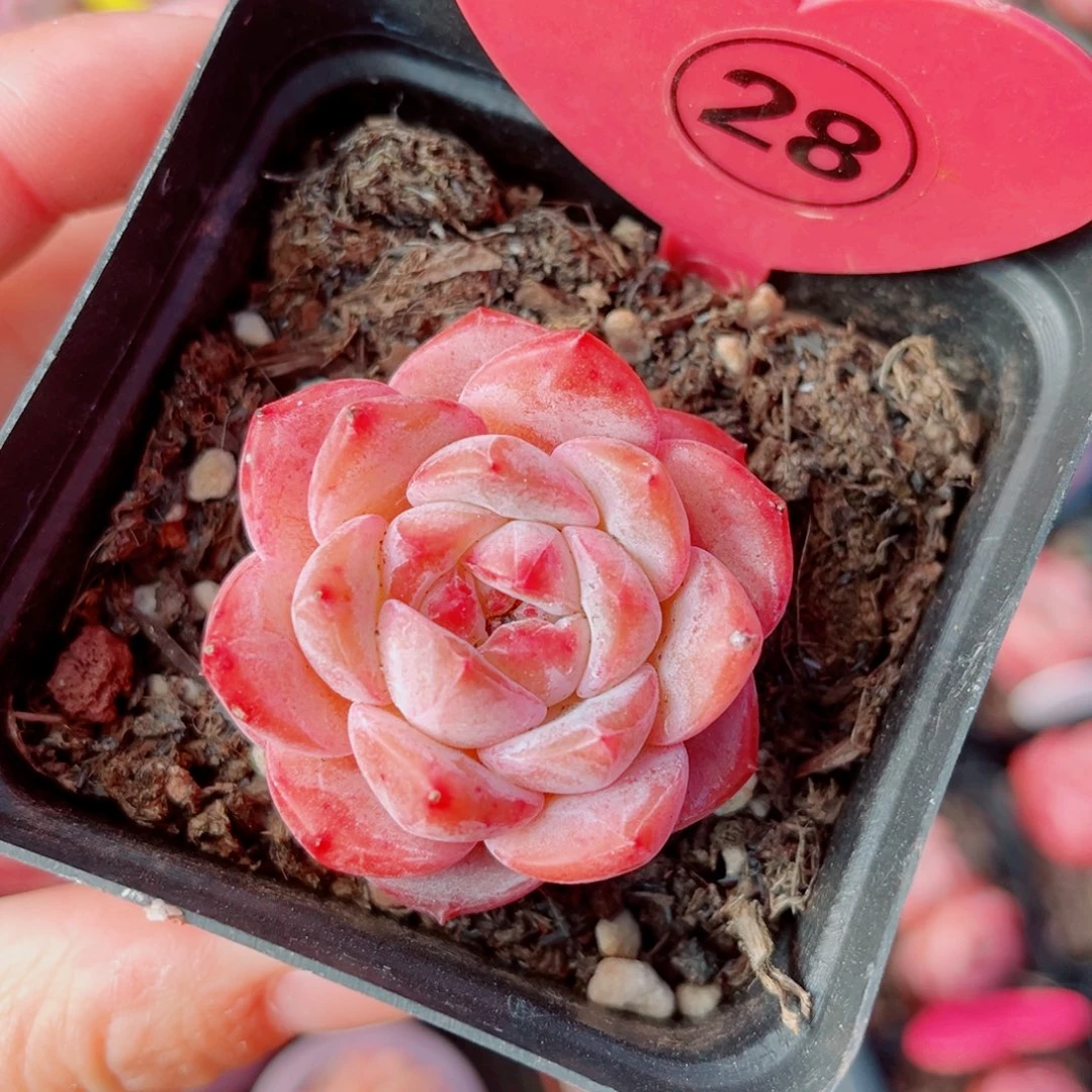 28号小老桩糖钻单头