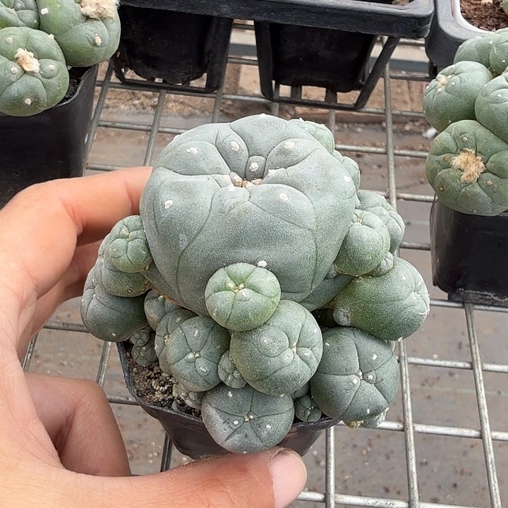 实生海鲜多头8仙人球