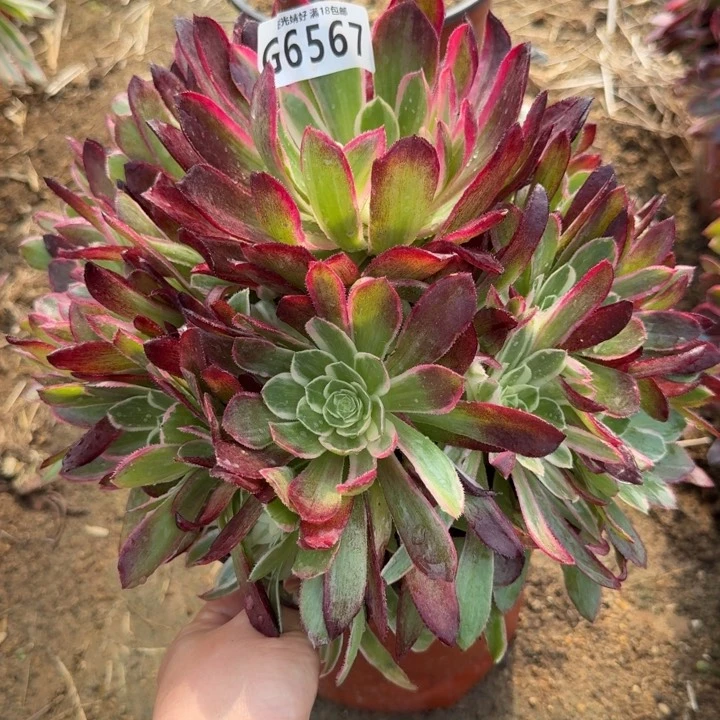 玉芙蓉也叫星黛露。多肉植物